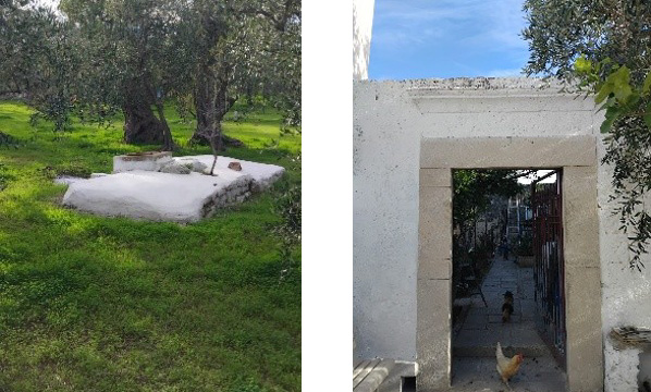 monumental olive trees